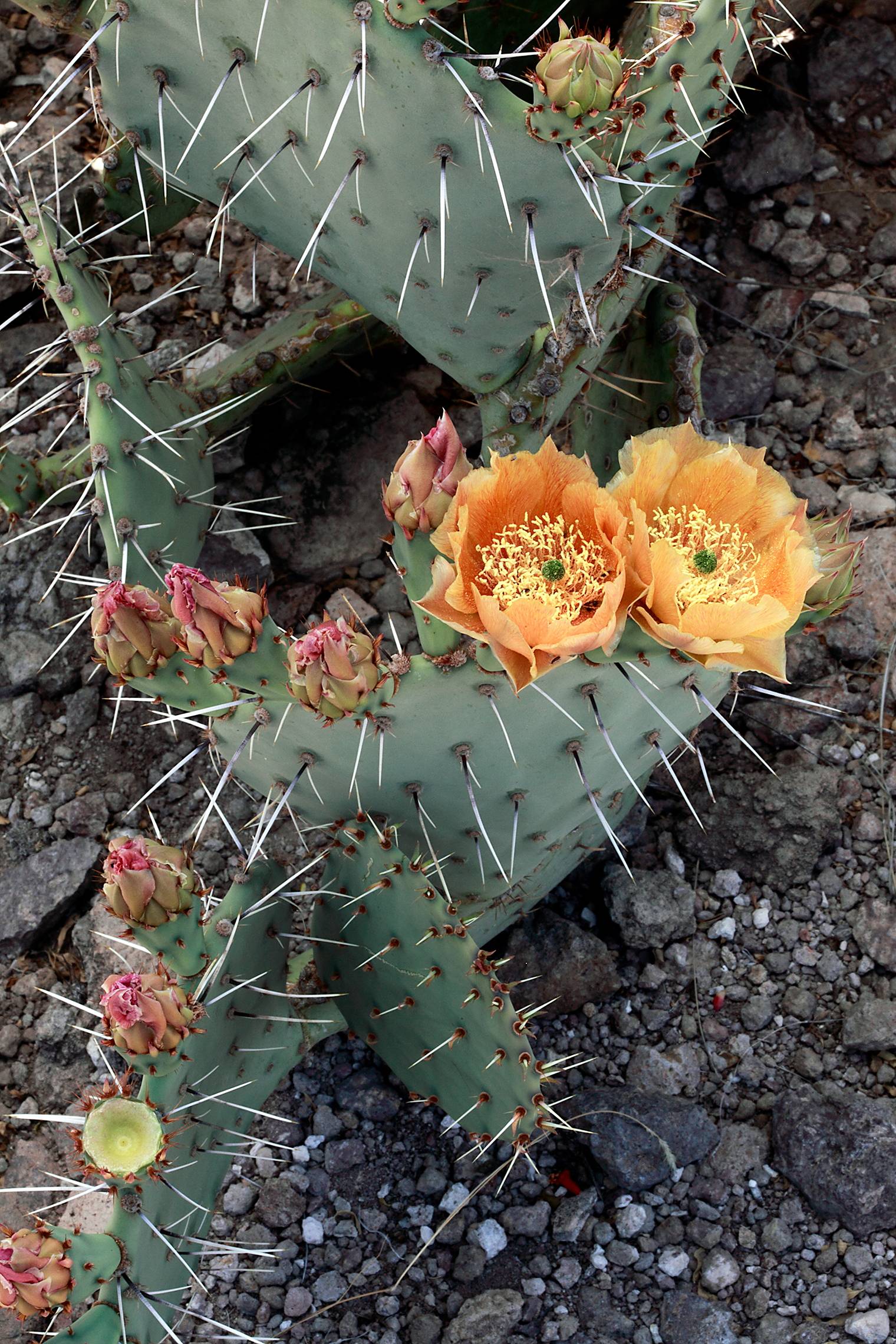 Opuntia phaeacantha var. phaeacantha image