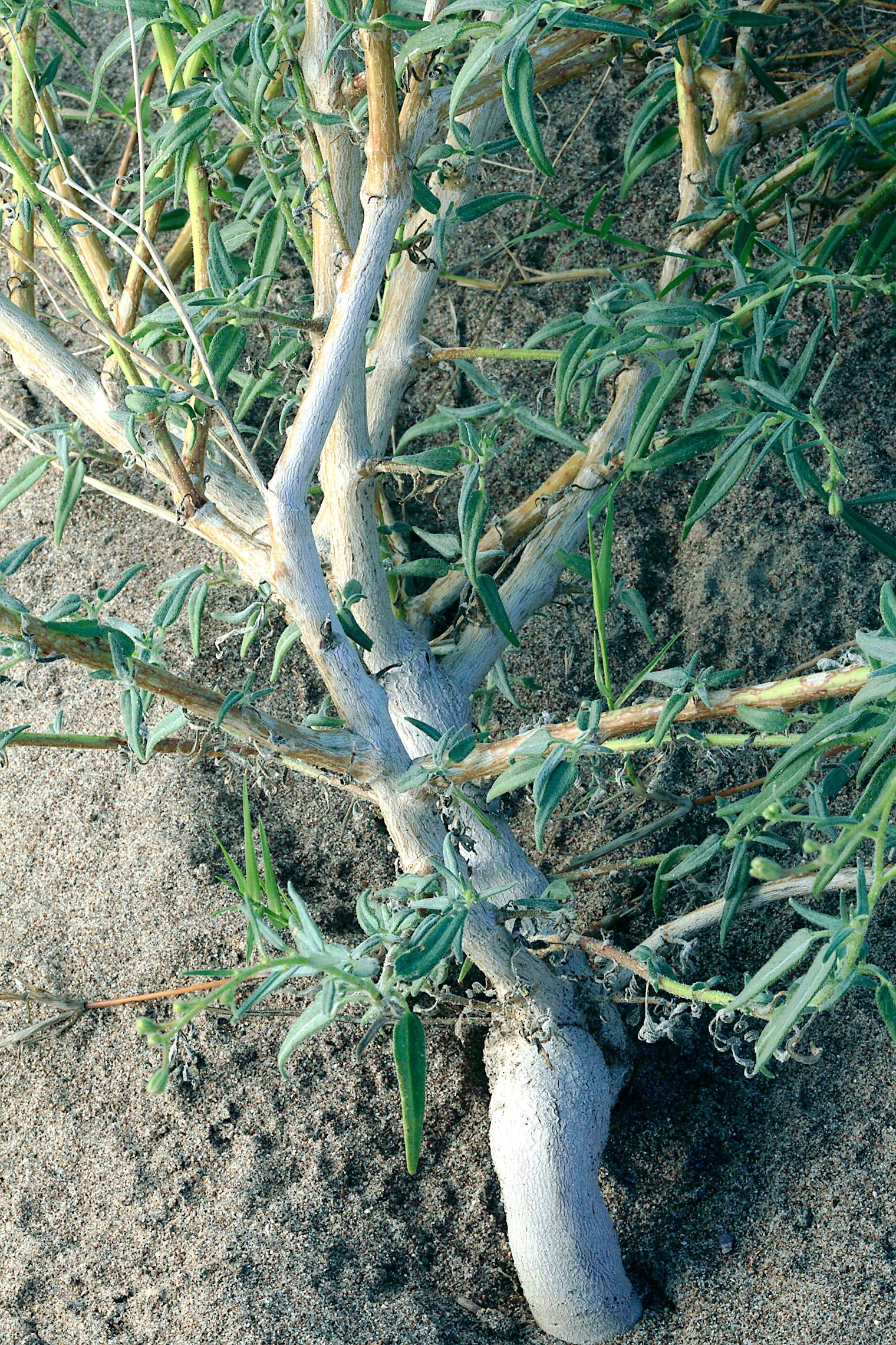 Palafoxia riograndensis image