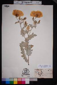 Argemone polyanthemos image