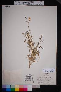 Corydalis aurea image