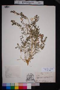 Corydalis aurea subsp. occidentalis image