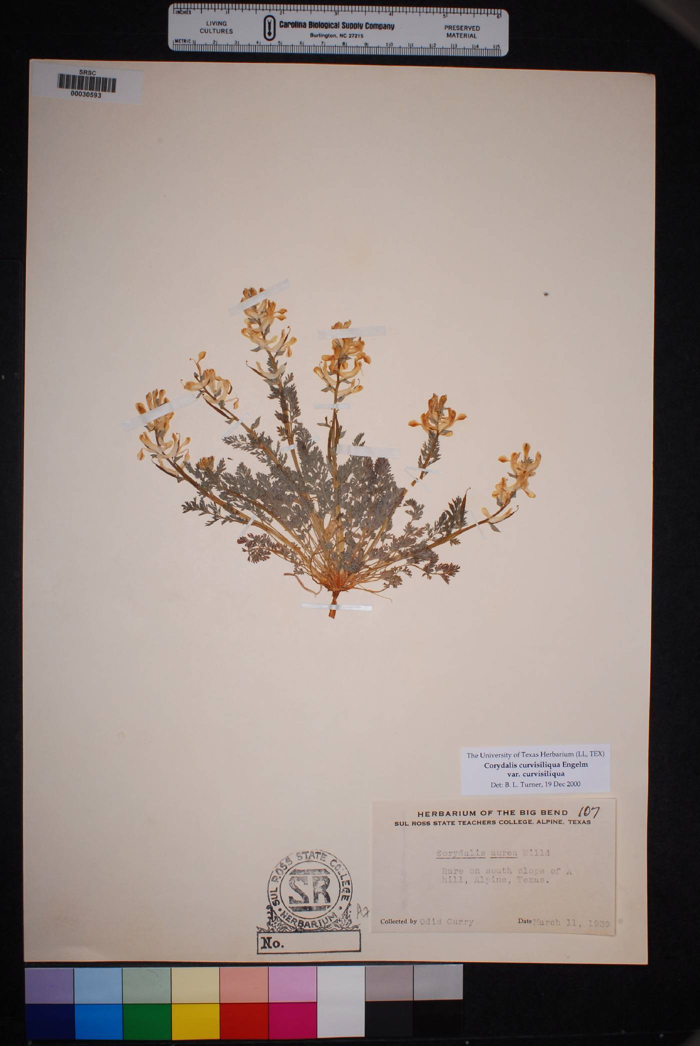 Corydalis curvisiliqua image