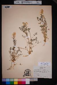 Corydalis curvisiliqua image