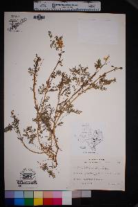 Corydalis micrantha image