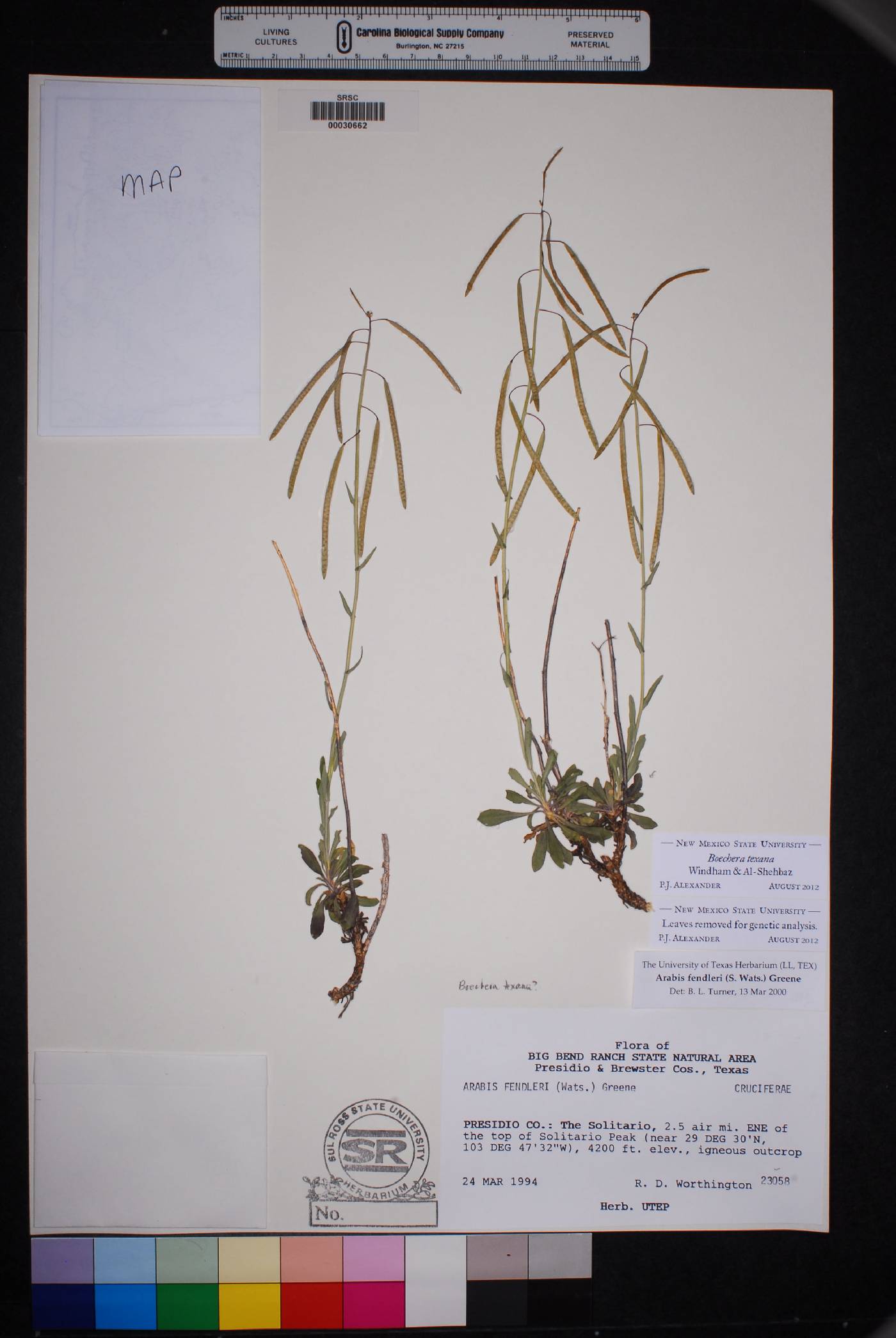 Boechera texana image
