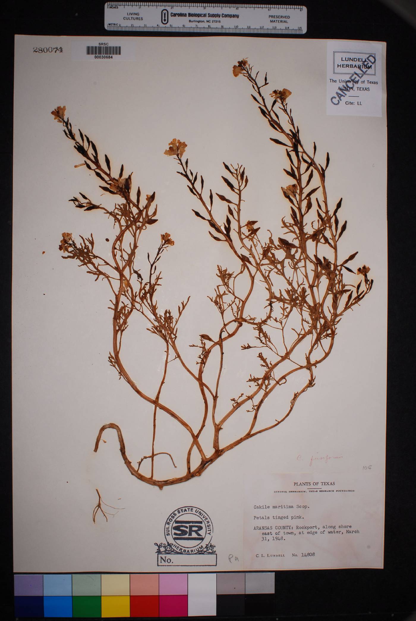 Cakile fusiformis image