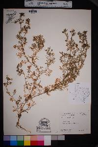 Lepidium didymum image