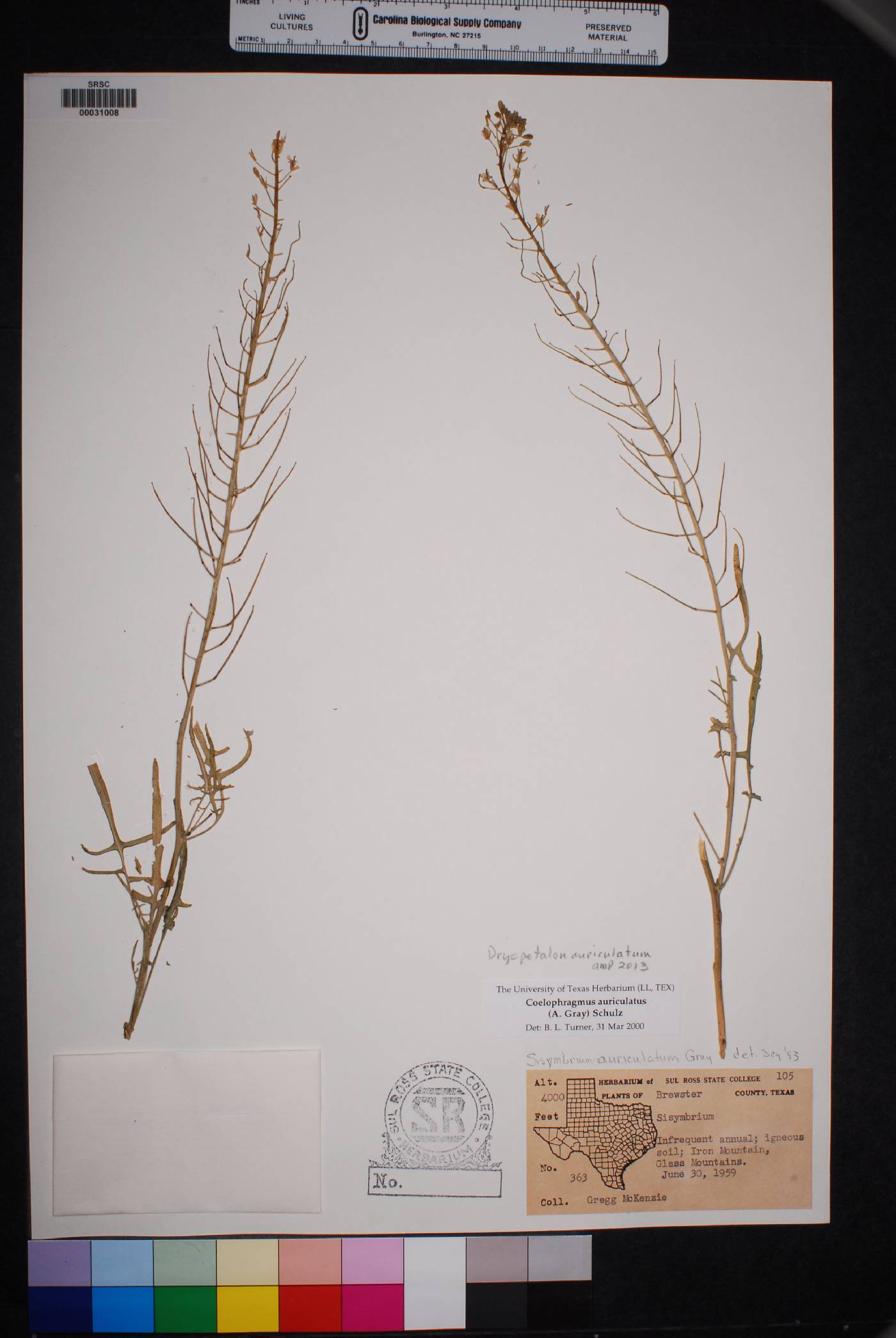 Dryopetalon auriculatum image