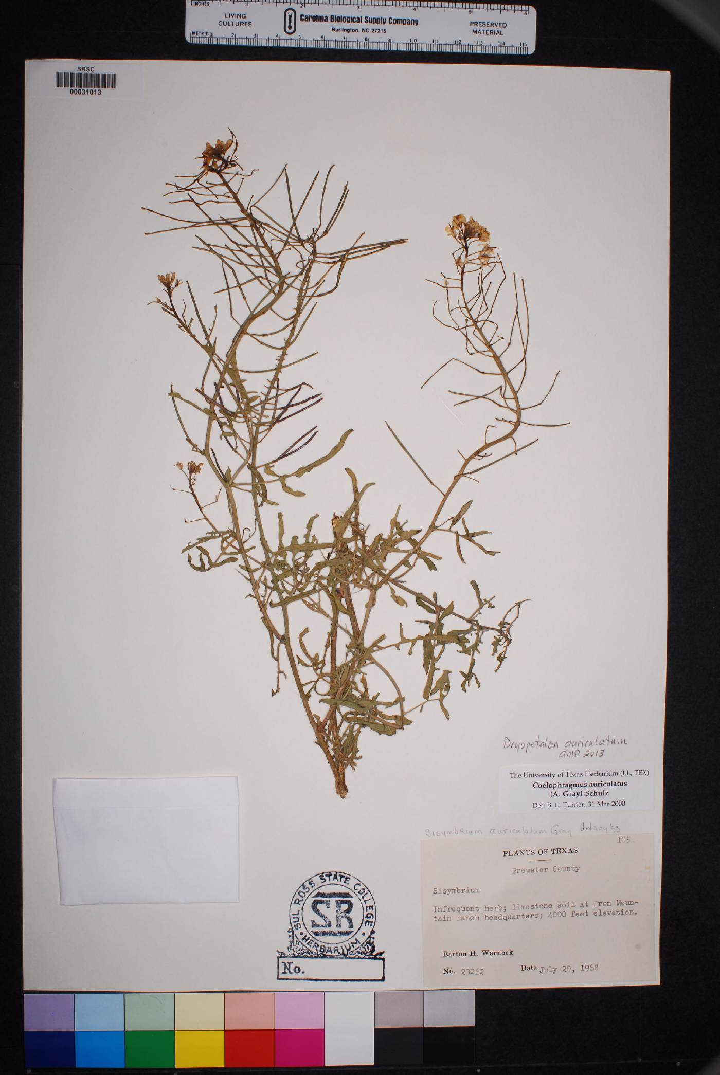 Dryopetalon auriculatum image