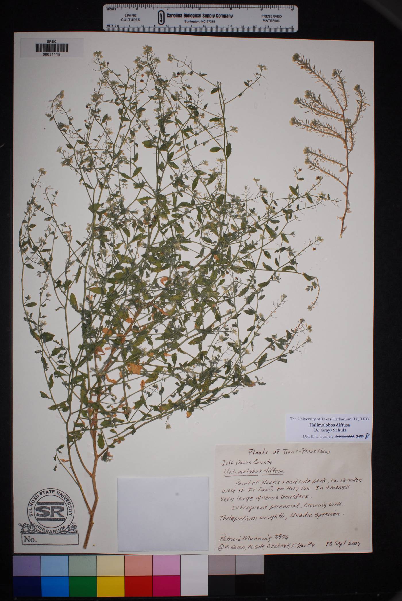 Halimolobos diffusus image