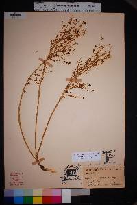 Lepidium alyssoides image