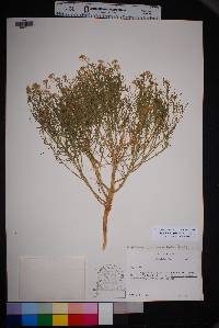 Lepidium alyssoides image