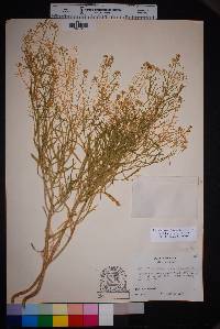 Lepidium alyssoides image