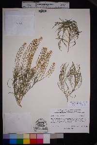 Lepidium alyssoides image