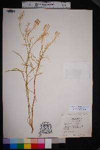 Lepidium alyssoides image