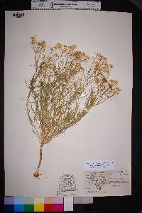 Lepidium alyssoides image