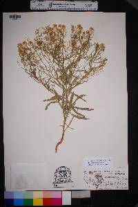 Lepidium alyssoides image