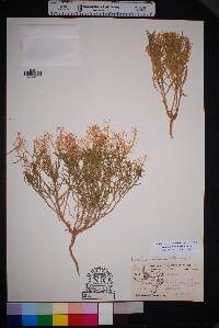 Lepidium alyssoides image