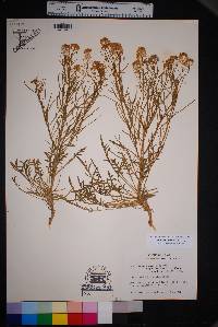 Lepidium alyssoides image