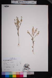 Lepidium austrinum image