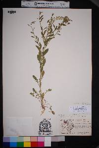 Lepidium austrinum image