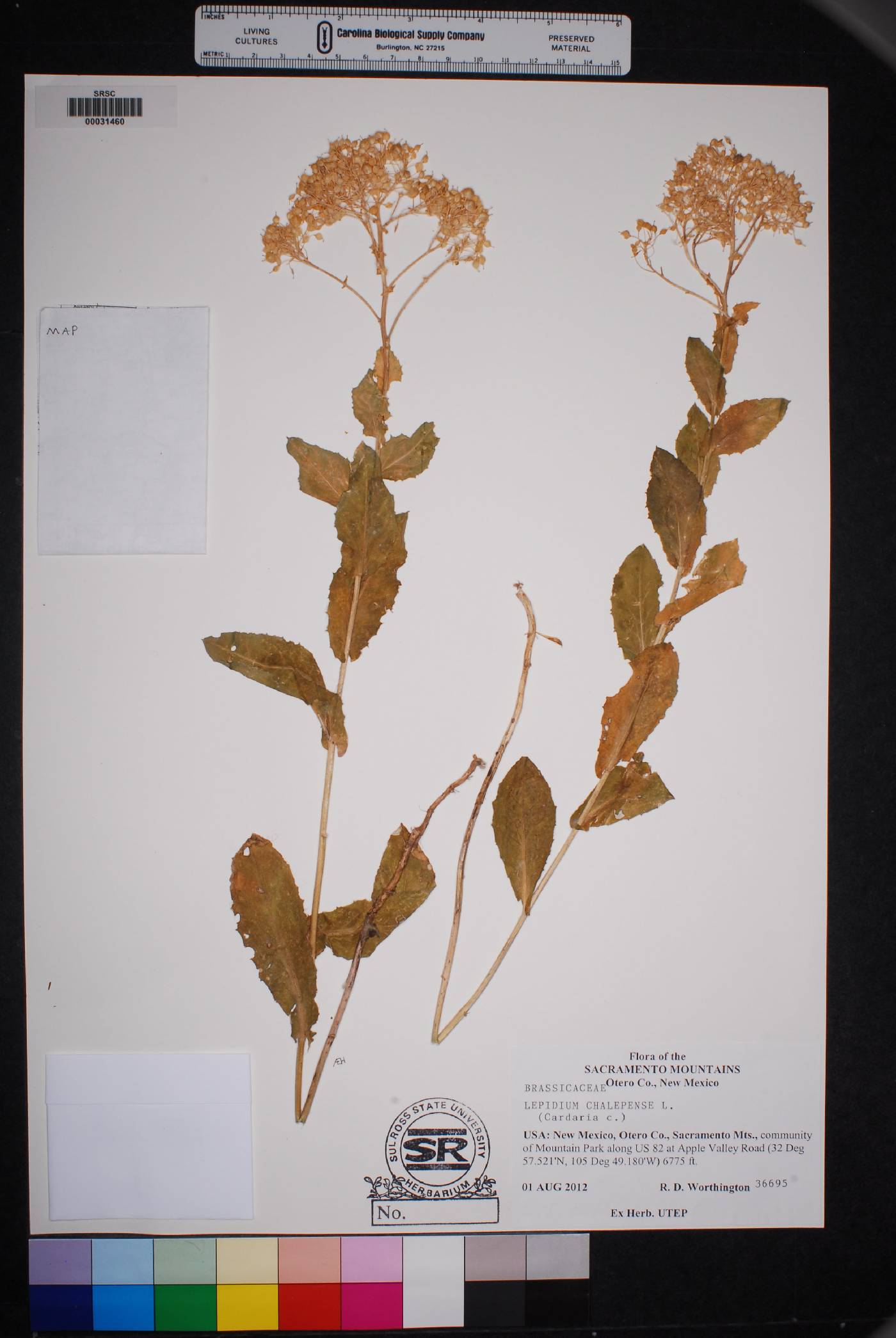 Lepidium chalepense image