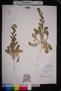 Lepidium lasiocarpum image