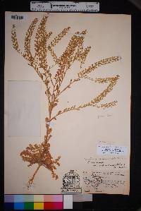 Lepidium lasiocarpum image