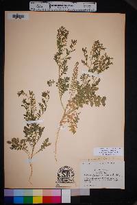 Lepidium lasiocarpum image