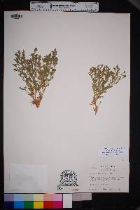 Lepidium lasiocarpum var. wrightii image