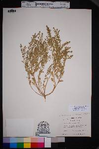 Lepidium lasiocarpum var. wrightii image