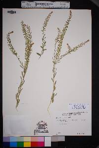 Lepidium lasiocarpum var. wrightii image