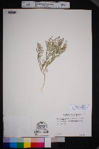 Lepidium lasiocarpum image