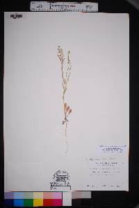 Lepidium lasiocarpum image