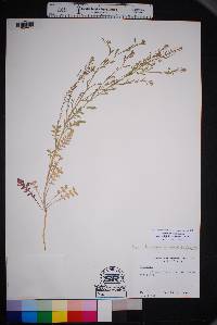 Lepidium lasiocarpum image