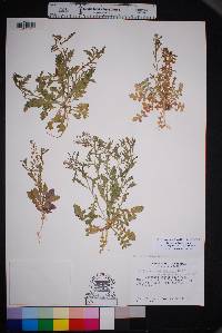 Lepidium lasiocarpum var. wrightii image