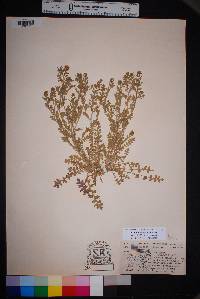 Lepidium lasiocarpum image