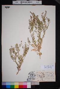 Lepidium lasiocarpum image