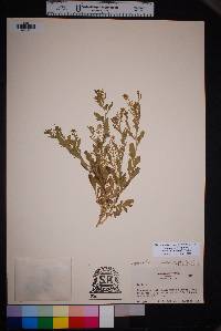 Lepidium lasiocarpum image