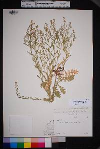 Lepidium lasiocarpum var. wrightii image