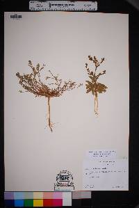 Lepidium oblongum image