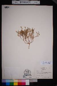 Lepidium oblongum image