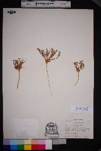 Lepidium oblongum image