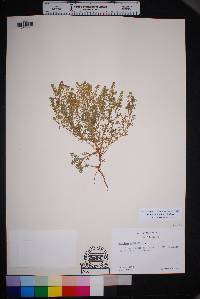 Lepidium sordidum image