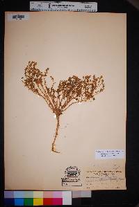 Lepidium sordidum image