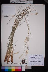 Andropogon ternarius image