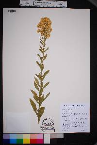 Solidago speciosa image