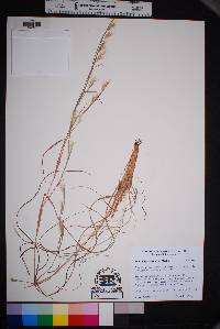 Andropogon ternarius image