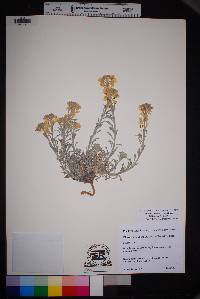 Physaria fendleri image