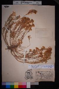 Physaria fendleri image